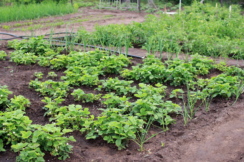 Garden from Seeds